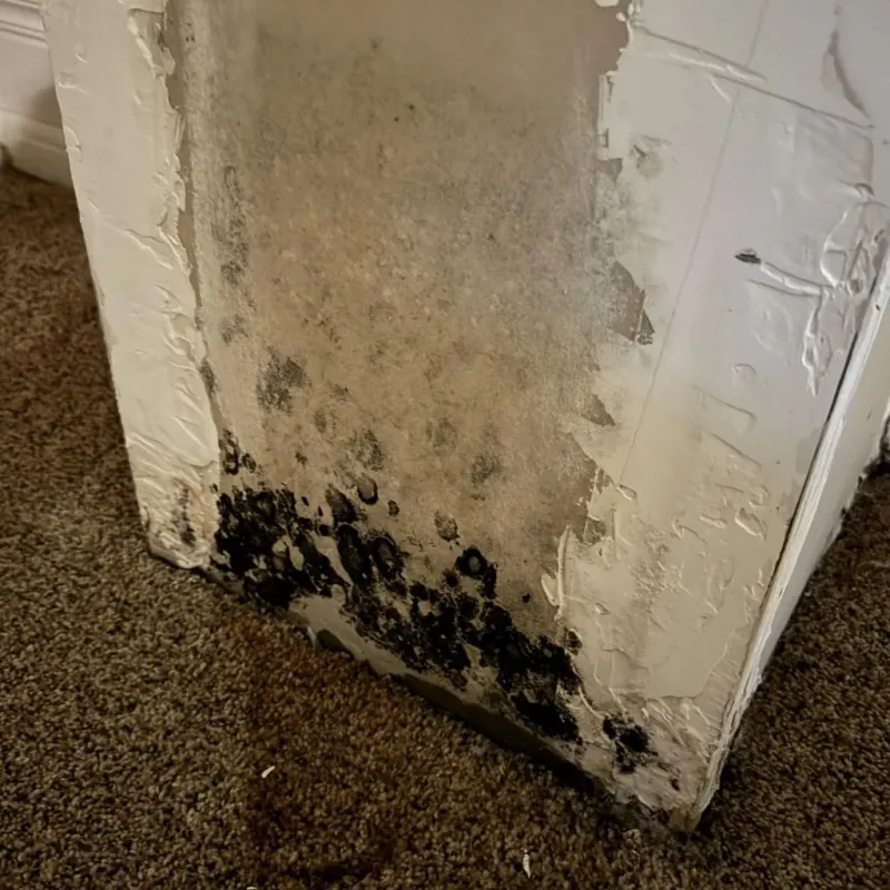 Professional Mold Removal in Hinesville, GA